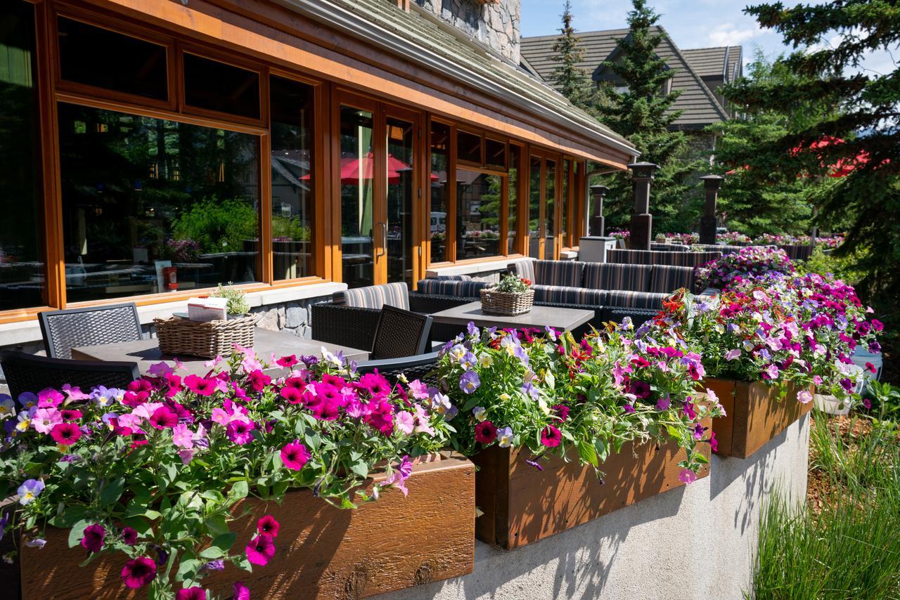 Fox And Hotel Banff